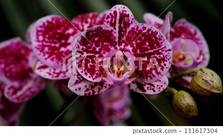Colorful orchid blooms showcasing intricate patterns of pink and white hues in a lush garden environment during spring 131617304