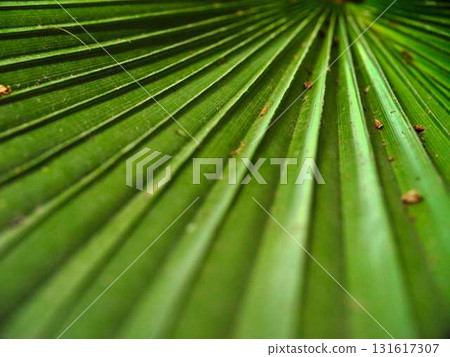 Stunning close-up of a vibrant green palm leaf showcasing intricate textures and patterns in natural light Stunning close-up of a vibrant green palm leaf showcasing intricate textures and patterns in natural light 131617307