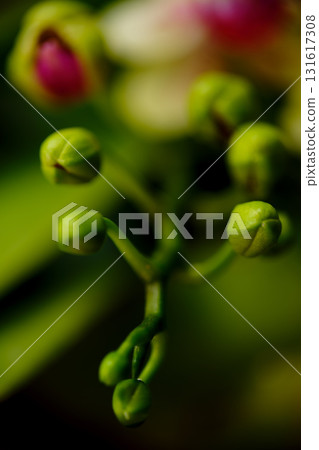 Close-up view of budding green flower stems against a blurred background in a lush garden setting during daylight hours 131617308