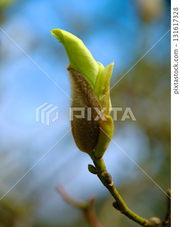 Bud on a tree branch opens under the sunlight in a spring garden, showcasing vibrant green leaves and natural beauty 131617328