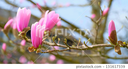 Blooming magnolia tree branches showcase vibrant pink flowers in early spring sunshine 131617339