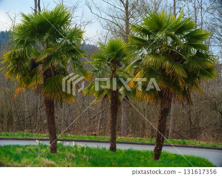 Palm trees stand tall along a winding road in a serene landscape during a cloudy day 131617356