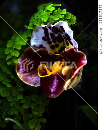 Vivid orchid blooming among lush green foliage in a tropical greenhouse during midday 131617371