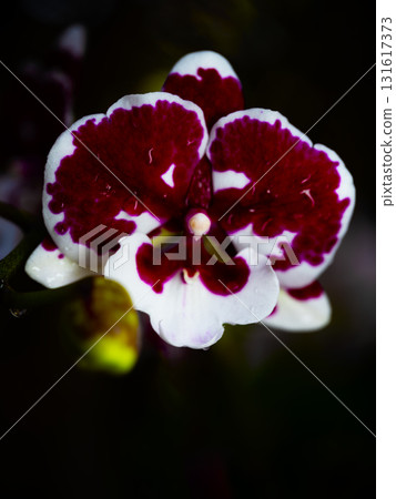 Beautiful white and red orchid blooming in a lush garden during springtime 131617373