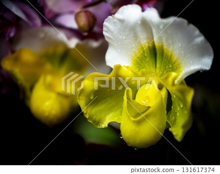 Beautiful close-up of vibrant orchids with raindrops in a garden setting, highlighting their intricate details and colors 131617374
