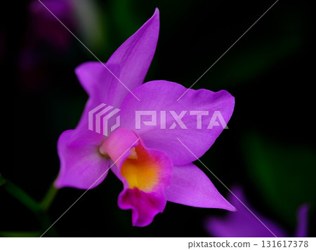 Vibrant purple orchid bloom in a lush garden setting during daylight hours Vibrant purple orchid bloom in a lush garden setting during daylight hours 131617378