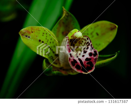 Unique green orchid with purple detailing blooms in a lush garden setting during daylight hours 131617387