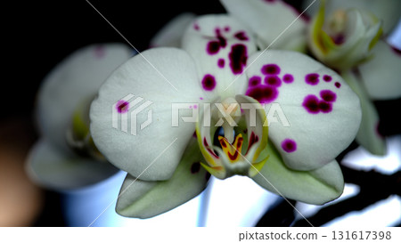 Beautiful white orchid with purple spots blooming in a lush indoor garden setting Beautiful white orchid with purple spots blooming in a lush indoor garden setting 131617398