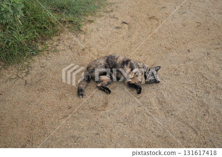 Rusty cat playing in the square 131617418