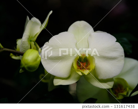 White orchid blooms gracefully in a lush garden setting during the afternoon sunlight 131617438