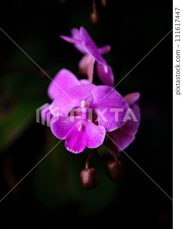 Vibrant pink orchid blooms in soft light against a dark background showcasing nature's delicate beauty Vibrant pink orchid blooms in soft light against a dark background showcasing nature's delicate beauty 131617447