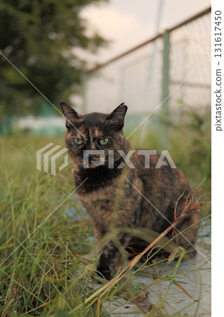 Rusty cat playing in the square Rusty cat playing in the square 131617450