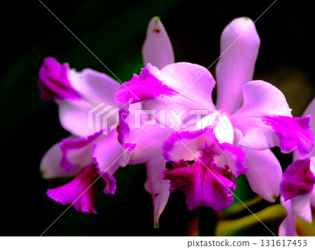 Vibrant purple orchids bloom in a lush garden during the warm afternoon sunlight Vibrant purple orchids bloom in a lush garden during the warm afternoon sunlight 131617453