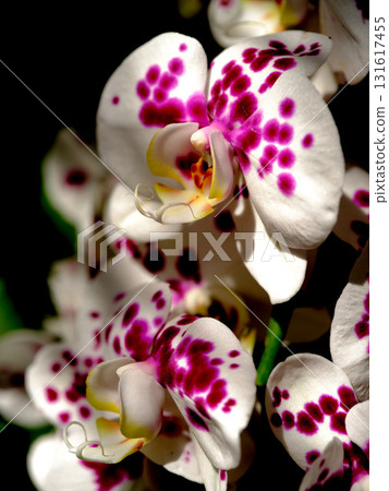 Vibrant white orchids with purple spots blooming in a lush garden during springtime Vibrant white orchids with purple spots blooming in a lush garden during springtime 131617455