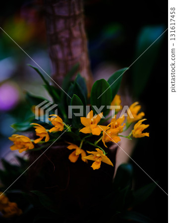 Vibrant yellow orchids blooming against a blurred background in a serene indoor garden setting Vibrant yellow orchids blooming against a blurred background in a serene indoor garden setting 131617458