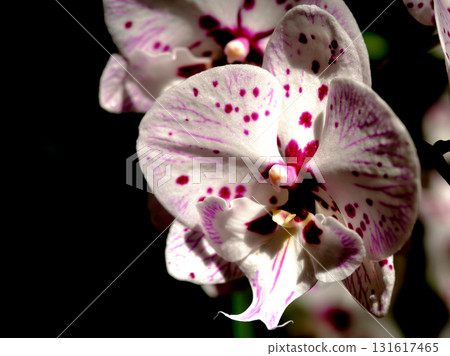 Beautiful orchid blossoms with delicate patterns in a natural setting 131617465