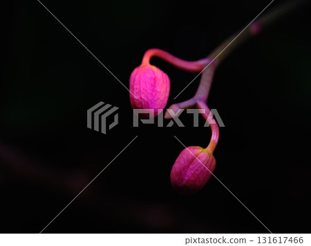 Delicate pink orchid buds emerging against a dark background in a tropical rainforest during twilight hours Delicate pink orchid buds emerging against a dark background in a tropical rainforest during twilight hours 131617466