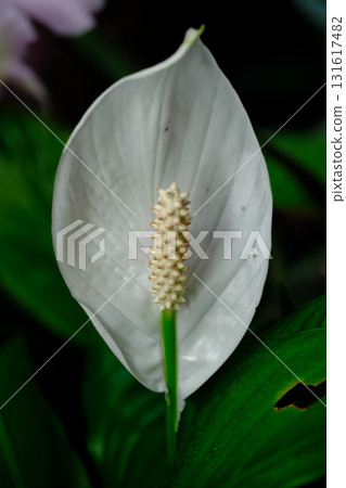 Elegant white peace lily bloom showcasing its unique structure against a lush green background in a serene garden setting Elegant white peace lily bloom showcasing its unique structure against a lush green background in a serene garden setting 131617482