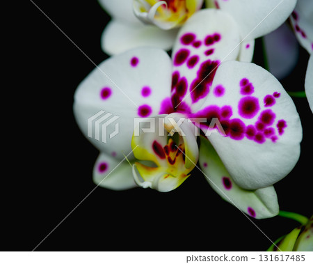 Beautiful white orchid with purple polka dots blooming against a dark background Beautiful white orchid with purple polka dots blooming against a dark background 131617485