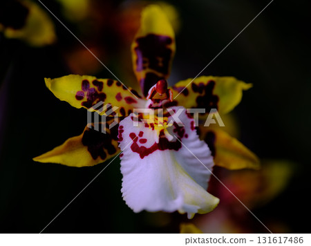 Vibrant orchid with striking patterns in a lush garden during morning sunlight Vibrant orchid with striking patterns in a lush garden during morning sunlight 131617486