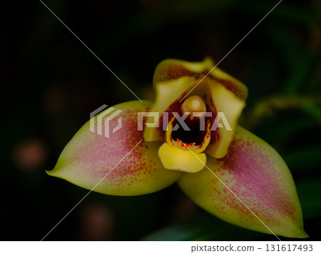 Colorful orchid blooms in a tropical garden during daylight, showcasing vibrant yellow and pink petals surrounded by lush foliage Colorful orchid blooms in a tropical garden during daylight, showcasing vibrant yellow and pink petals surrounded by lush foliage 131617493