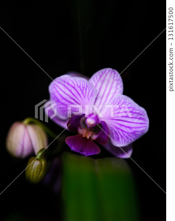 Beautiful purple orchid blooms against a dark background showcasing intricate details and vibrant colors in a natural setting Beautiful purple orchid blooms against a dark background showcasing intricate details and vibrant colors in a natural setting 131617500