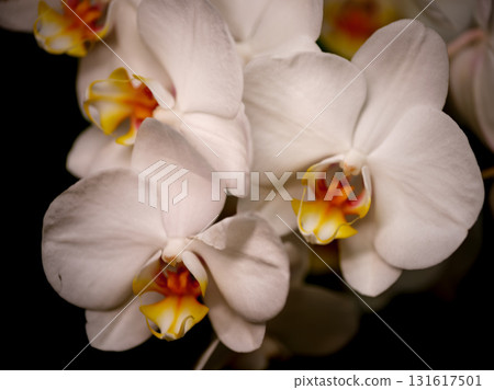White orchids in close-up showing delicate petals and vibrant yellow centers, captured in natural light for a serene feel White orchids in close-up showing delicate petals and vibrant yellow centers, captured in natural light for a serene feel 131617501