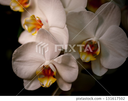 White orchids with vibrant details blooming in a cozy indoor garden during late afternoon sunlight 131617502