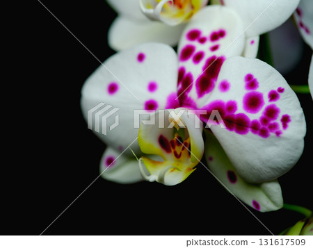 Beautifully detailed white orchid with striking purple spots captured in natural light highlighting its elegance 131617509