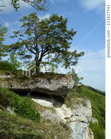 Lone tree stands proudly atop a rocky cliff under a clear blue sky in a vibrant green landscape 131617541