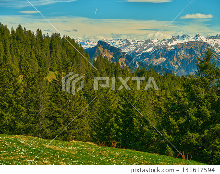 Stunning mountain landscape with evergreen forest and snow-capped peaks on a clear day in the Swiss Alps 131617594