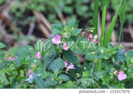 Flowers of the endangered Impatiens watarasetori Flowers of the endangered Impatiens watarasetori 131617670