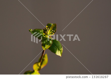 六月莓小芽 131618287