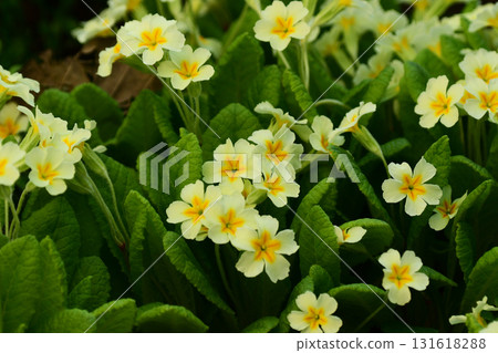 開花在庭院裡的報春花 131618288