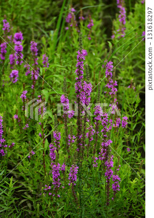 A cluster of loosestrife growing on the riverbank 131618297
