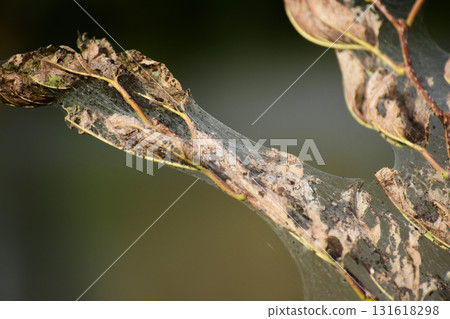 Close-up of the nest web of the Fall Webworm 131618298