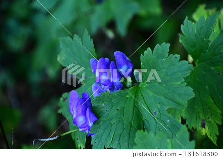 Aconitum blooming in the mountains Aconitum blooming in the mountains 131618300