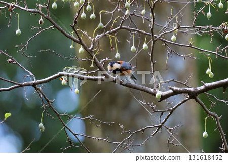 A varied tit eating ego fruit A varied tit eating ego fruit 131618452