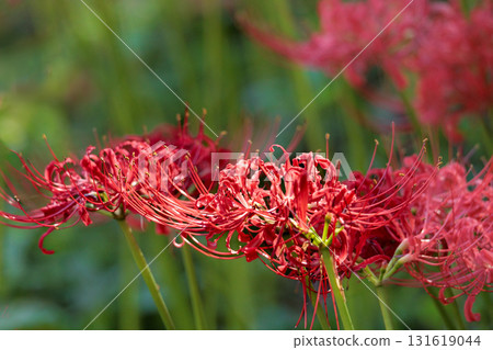 Colorful spider lilies bring a hint of autumn Colorful spider lilies bring a hint of autumn 131619044