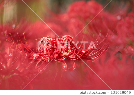 Colorful spider lilies bring a hint of autumn 131619049