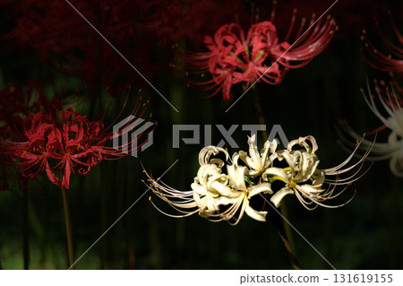 色彩繽紛的紅蜘蛛百合,給你秋天的感覺 色彩繽紛的紅蜘蛛百合,給你秋天的感覺 131619155