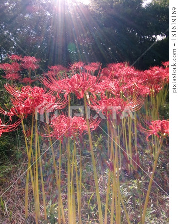 群孤挺花被太陽照亮 131619169