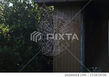 蜘蛛網與水滴 蜘蛛網與水滴 131619256