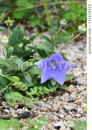 Apoikikyo Balloon flower Apoikikyo Balloon flower 131619315