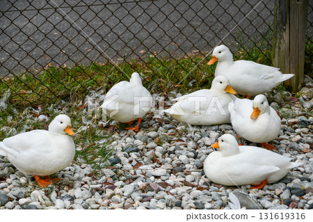 Call Duck Call Duck 131619316