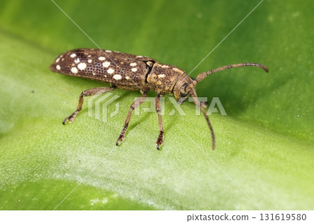 Living creatures, insects, Yaeyama Kanoko rust longhorn beetle, less than one centimeter in length. A southern longhorn beetle with a stylish white dot pattern. Living creatures, insects, Yaeyama Kanoko rust longhorn beetle, less than one centimeter in length. A southern longhorn beetle with a stylish white dot pattern. 131619580