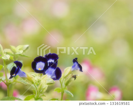 Torenia blooming in a spring flowerbed Torenia blooming in a spring flowerbed 131619581