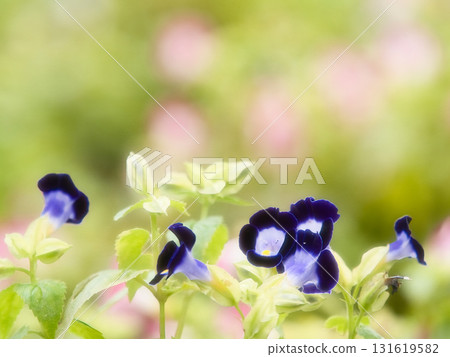 Blue Torenia flower Blue Torenia flower 131619582