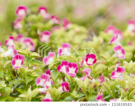 可愛的藍豬耳花 可愛的藍豬耳花 131619583