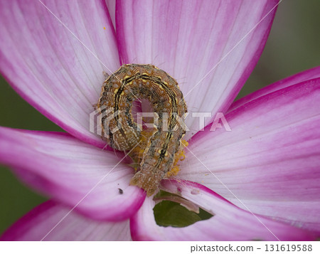 棉鈴蟲幼蟲正在吃波斯菊花 131619588